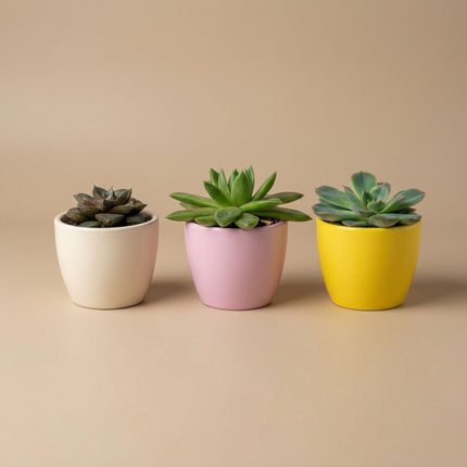 Plant Set Of 3 With Mini Pot - Pastel Spring - Succulent Mix - Ø 6 Cm