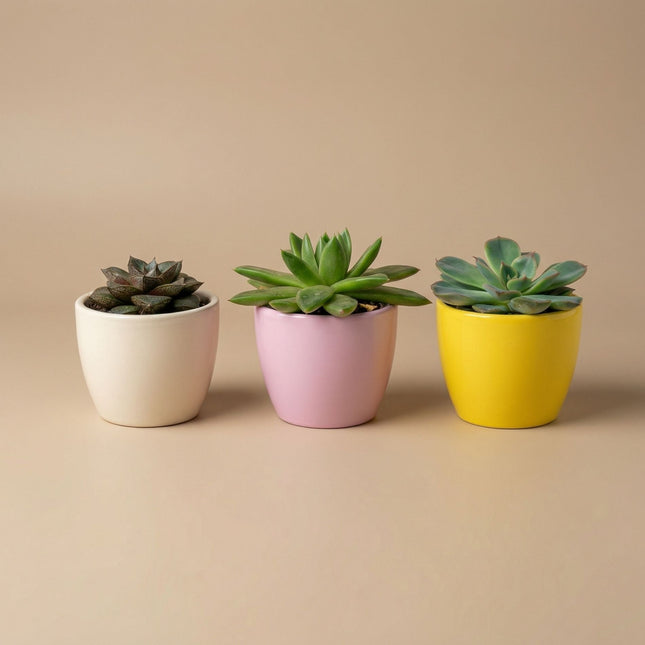 Plant Set Of 3 With Mini Pot - Pastel Spring - Succulent Mix - Ø 6 Cm