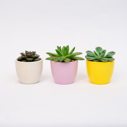 Plant Set Of 3 With Mini Pot - Pastel Spring - Succulent Mix - Ø 6 Cm