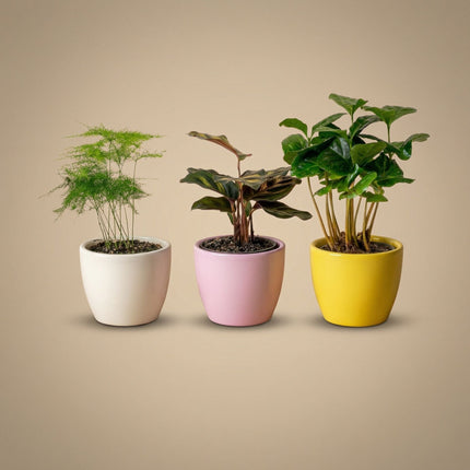 Plant Set Of 3 With Mini Pot - Pastel Spring - Succulent Mix - Ø 6 Cm