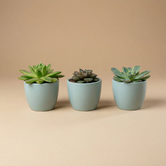 Plant Set Of 3 With Mini Pot - Blue/White - Succulents - Ø 6 Cm