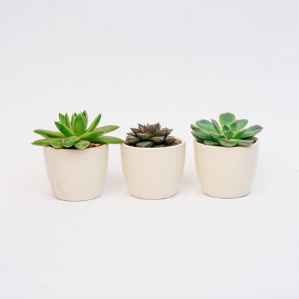 Plant Set Of 3 With Mini Pot - Blue/White - Succulents - Ø 6 Cm