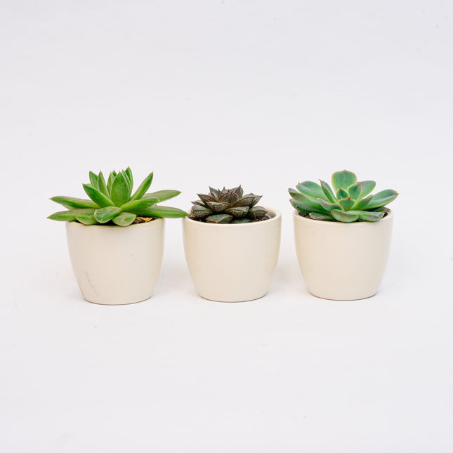Plant Set Of 3 With Mini Pot - Blue/White - Succulents - Ø 6 Cm