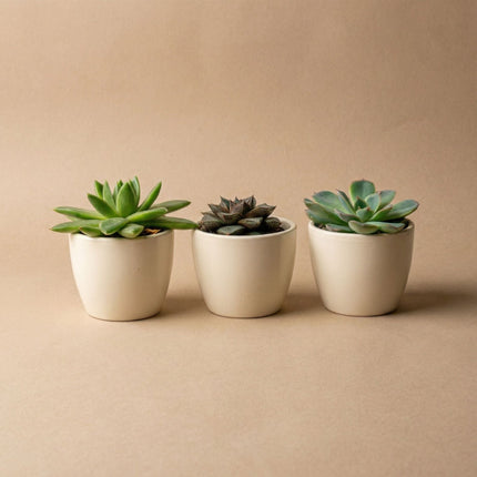 Plant Set Of 3 With Mini Pot - Blue/White - Succulents - Ø 6 Cm