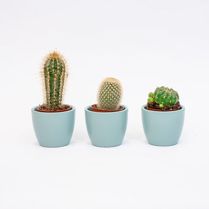Plant Set Of 3 With Mini Pot - Blue/White - Mixed Cacti - Ø 6 Cm