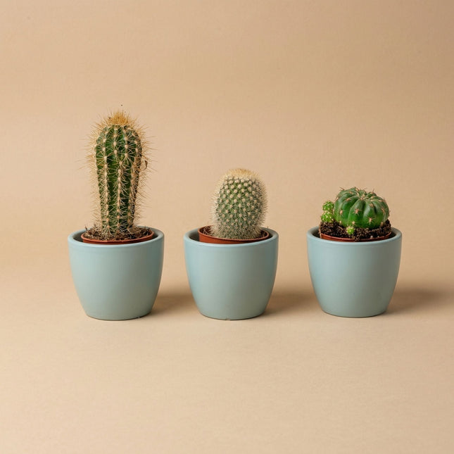 Plant Set Of 3 With Mini Pot - Blue/White - Mixed Cacti - Ø 6 Cm