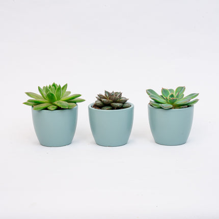 Plant Set Of 3 With Mini Pot - Blue/White - Succulents - Ø 6 Cm