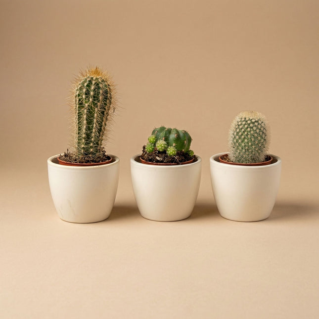 Plant Set Of 3 With Mini Pot - Blue/White - Mixed Cacti - Ø 6 Cm