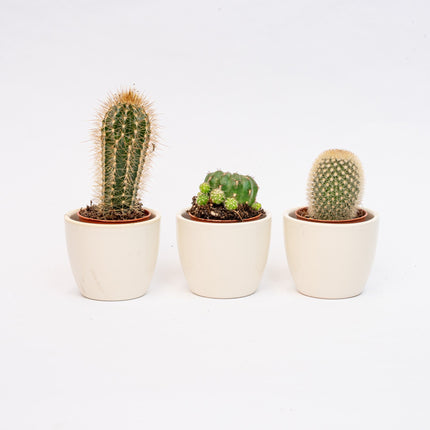 Plant Set Of 3 With Mini Pot - Blue/White - Mixed Cacti - Ø 6 Cm