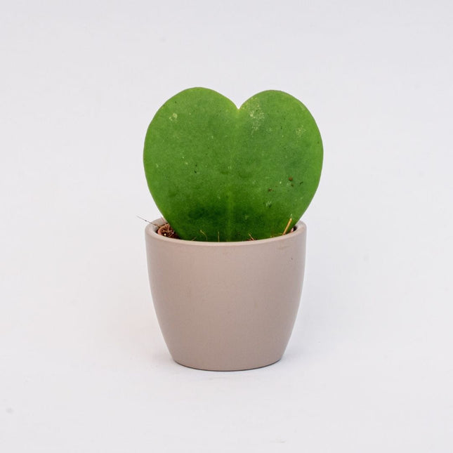 Steingrau Matt - Mini Plant Pot - Boule Pot Taupe - Ø 6 Cm ↑ 6 Cm