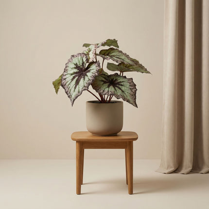 Begonia 26 Cm - Potted - Grey Purple Leaves - Artificial Plant - Uv - Indoor & Outdoor