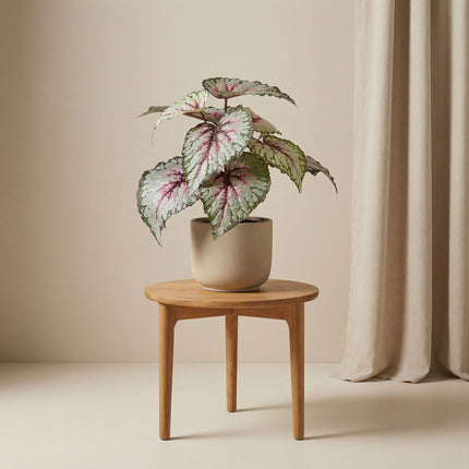 Begonia 26 Cm - Potted - Artificial Plant - Uv - Indoor & Outdoor