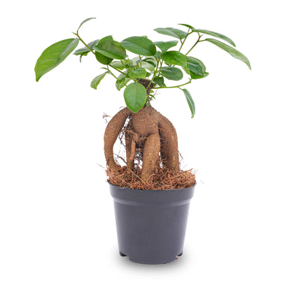 Ficus Microcarpa Ginseng Bonsai - ↑20 Cm
