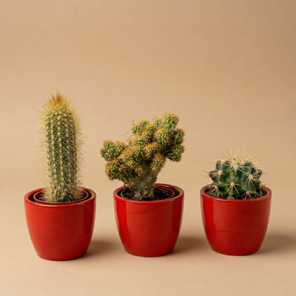 Cactus Set Of 3 With Red Mini Pot - Mixed Live Cacti - ↑ 8–12 Cm
