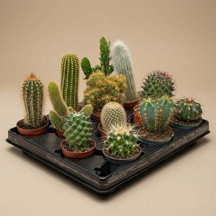 Cacti Set Of 6 In Ceramic Mini Pot Madrid - ↑ 8–12 Cm