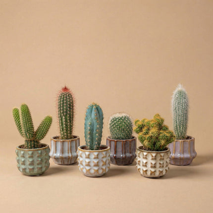 Cactus Set Of 6 - ↑ 8–12 Cm