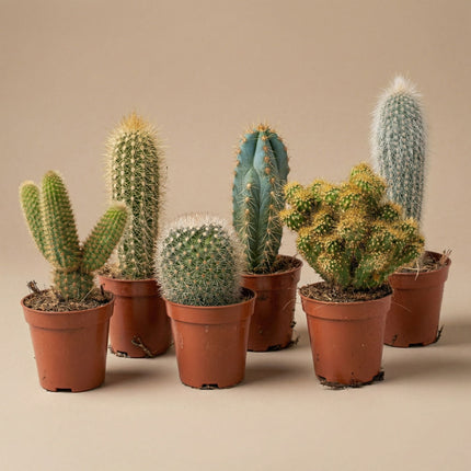 Cacti Set Of 6 In Ceramic Mini Pot Barcelona - ↑ 8–12 Cm