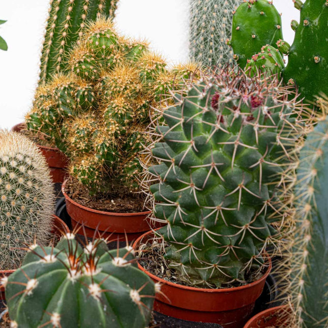 Cacti Set Of 6 In Ceramic Mini Pot Barcelona - ↑ 8–12 Cm