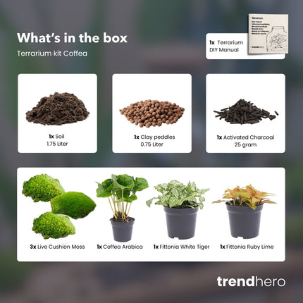 Coffea Arabica - Plant Terrarium Refill & Starter Kit - 3 Terrarium Plants - Diy