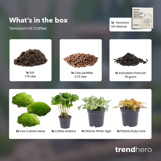 Coffea Arabica - Plant Terrarium Refill & Starter Kit - 3 Terrarium Plants - Diy