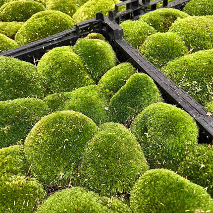 Live Cushion Moss - Premium Fresh Moss - Bun Moss - Pillow Moss - Leucobryum Glaucum