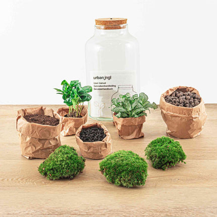 Terrarium Diy Kit - Milky Coffea With Light - Bottle Garden - ↑ 31 Cm