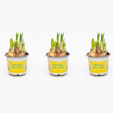 Narcissus 'Tête-À-Tête' - Potsize 9 - ↑ 15-20 Cm
