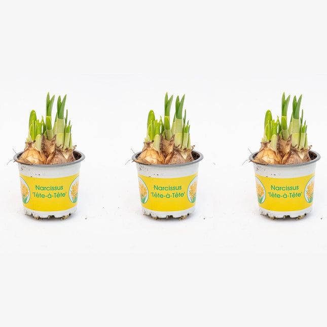 Narcissus 'Tête-À-Tête' - Potsize 9 - ↑ 15-20 Cm