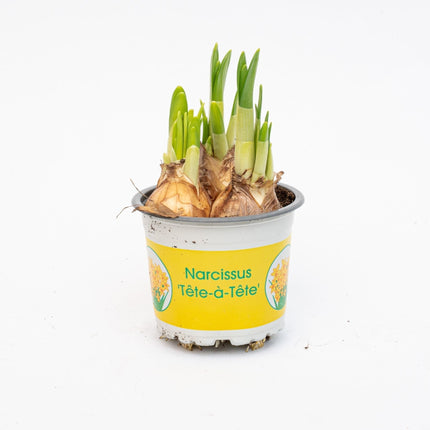 Narcissus 'Tête-À-Tête' - Potsize 9 - ↑ 15-20 Cm