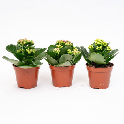 Kalanchoë - Potsize 7 - ↑ 15 Cm