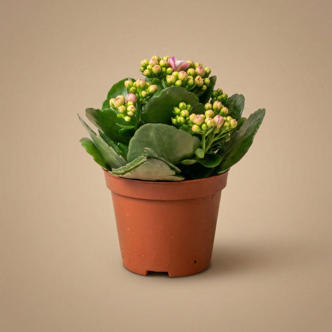 Kalanchoë - Potsize 7 - ↑ 15 Cm