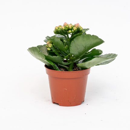 Kalanchoë - Potsize 7 - ↑ 15 Cm