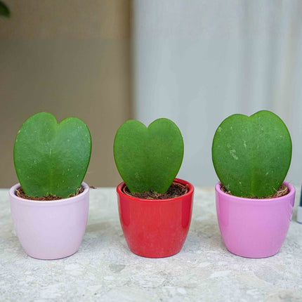 Plant Set Of 3 With Mini Pot - Love - Hoya Kerrii - Pink/Red - Ø 6 Cm