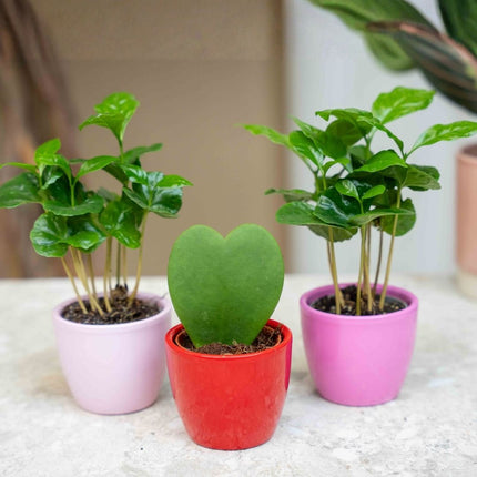 Plant Set Of 3 With Mini Pot - Love - Hoya Kerrii - Pink/Red - Ø 6 Cm
