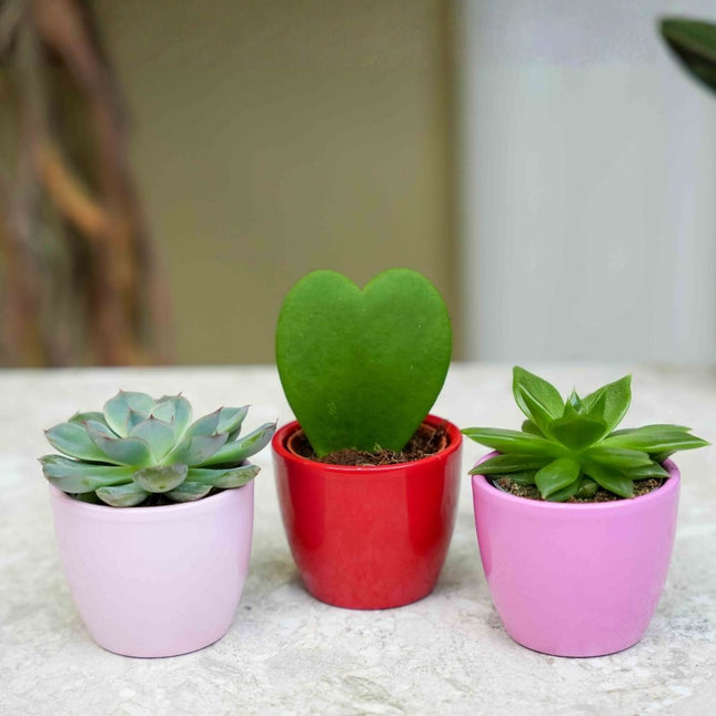 Plant Set Of 3 With Mini Pot - Love - Hoya Kerrii - Pink/Red - Ø 6 Cm