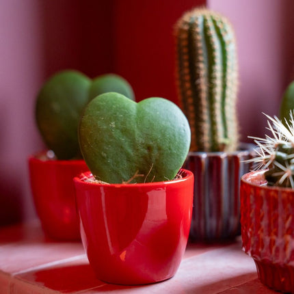 Plant Set Of 3 With Mini Pot - Love - Hoya Kerrii - Pink/Red - Ø 6 Cm