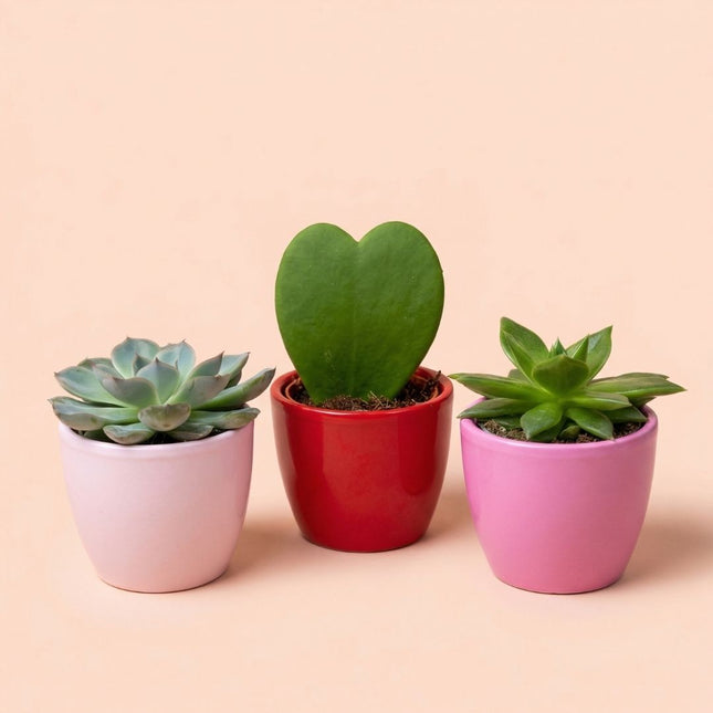 Plant Set Of 3 With Mini Pot - Love - Hoya Kerrii - Pink/Red - Ø 6 Cm