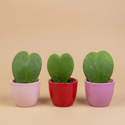 Plant Set Of 3 With Mini Pot - Love - Hoya Kerrii - Pink/Red - Ø 6 Cm
