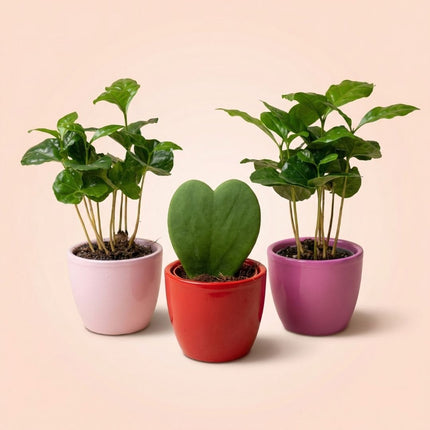 Plant Set Of 3 With Mini Pot - Love - Hoya Kerrii - Pink/Red - Ø 6 Cm