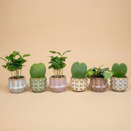 Plant Set Of 6 With Pot Set San Juan - Cacti Mix - Ø 6 Cm