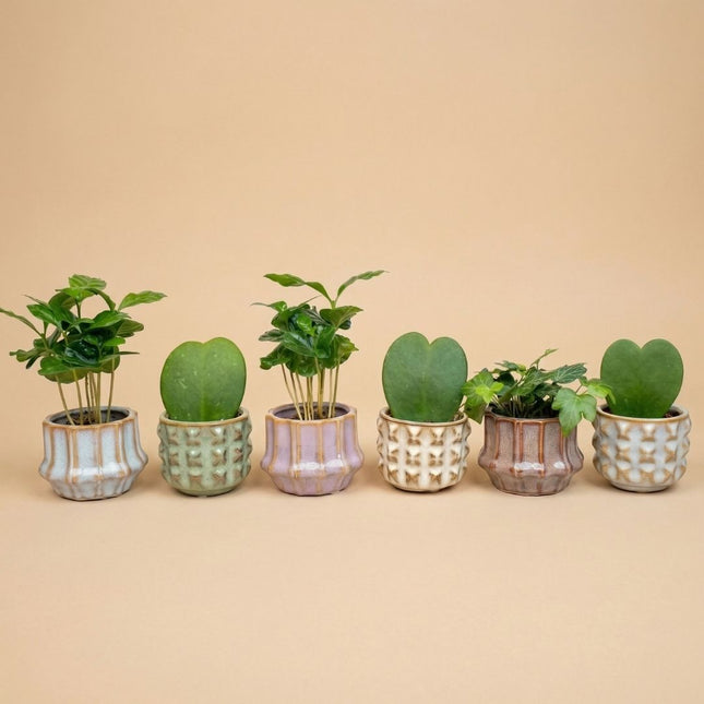 Plant Set Of 6 With Pot Set San Juan - Cacti Mix - Ø 6 Cm
