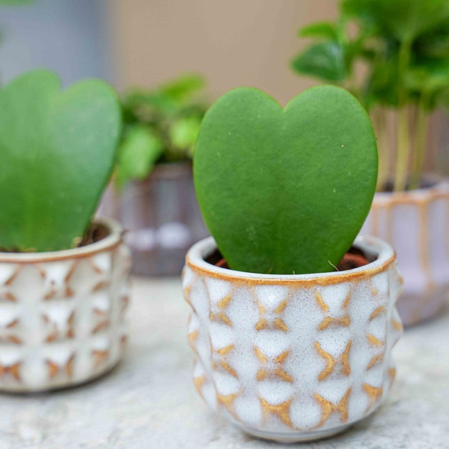 Plant Set Of 6 With Pot Set San Juan - Cacti Mix - Ø 6 Cm