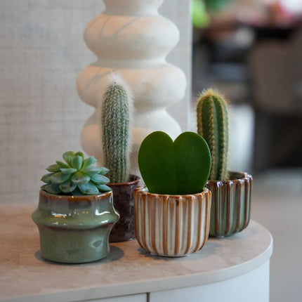 Plant Set Of 6 With Pot Set San Juan - Cacti Mix - Ø 6 Cm