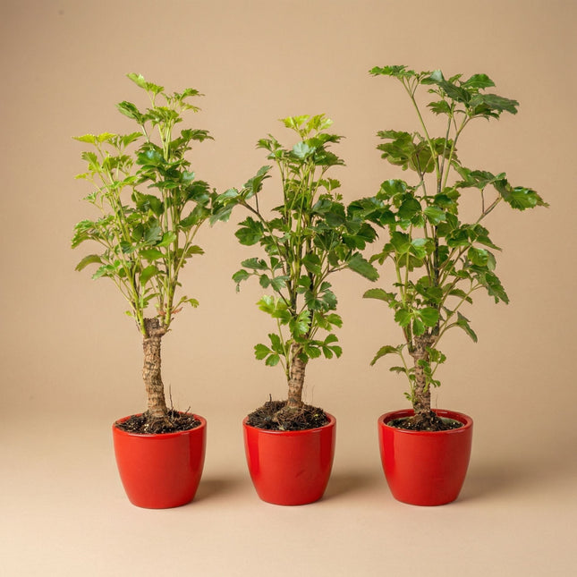 Butterly Set Of 3 With Red Mini Pot - ↑ 25 Cm [Valentine’s Deal]