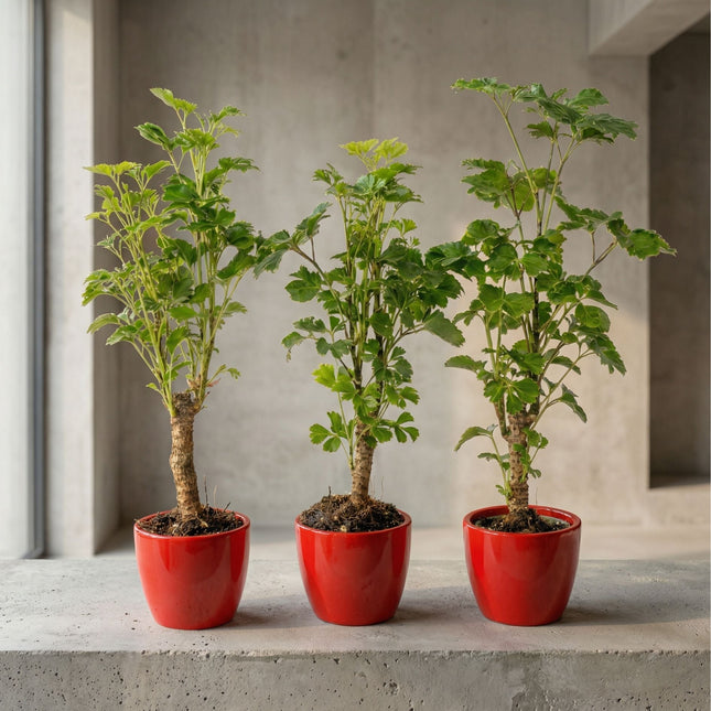 Butterly Set Of 3 With Red Mini Pot - ↑ 25 Cm [Valentine’s Deal]