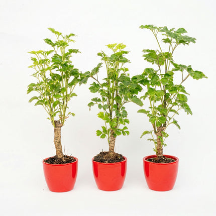 Butterly Set Of 3 With Red Mini Pot - ↑ 25 Cm [Valentine’s Deal]
