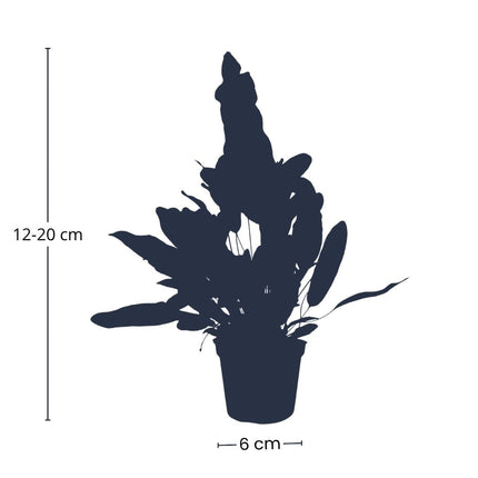 Phlebodium Blue Star - Pot Size 6 - Baby Plant - Terrarium Plant
