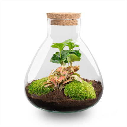 Terrarium Diy Kit - Sammie - Bottle Garden - ↑ 27 Cm