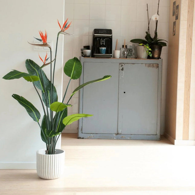 Strelitzia With Flowers – 120 Cm – In Black Pot – Artificial Plant
