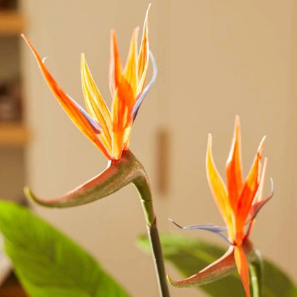 Strelitzia With Flowers – 120 Cm – In Black Pot – Artificial Plant